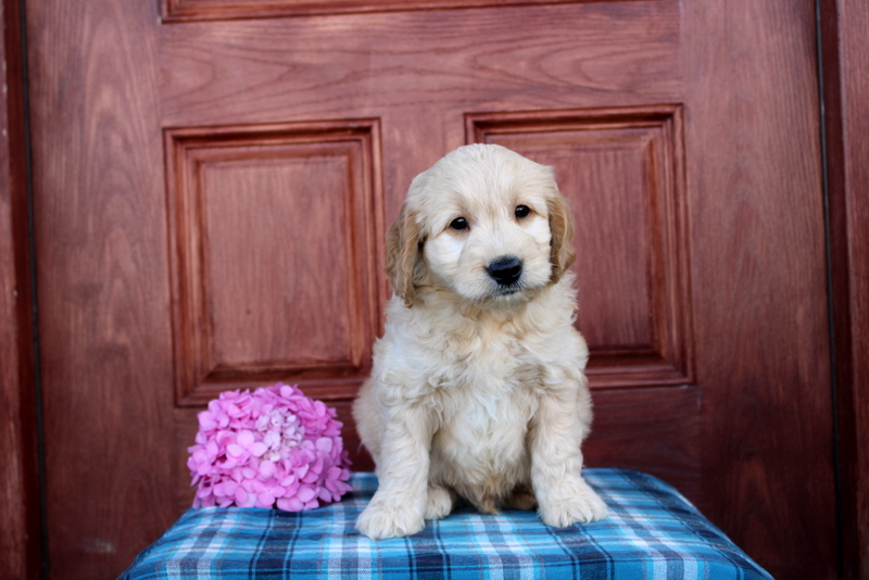 puppy, for, sale, Mini  Goldendoodle, Matthew B. Stoltzfus, dog, breeder, Gap, PA, dog-breeder, puppy-for-sale, forsale, nearby, find, puppyfind, locator, puppylocator, aca